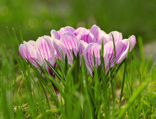 Crocus flower bloom in the field