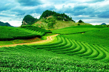 Beautiful fresh green tea plantation in vietnam