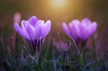Photo sur Plexiglas Crocus Fleur de crocus fleurit au coucher du soleil