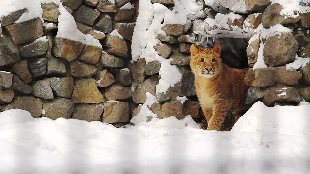 Portrait of a liger cub near the caves