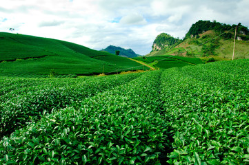 Fototapeta na wymiar Piękne świeżego Zielona Herbata plantacji w Wietnamie