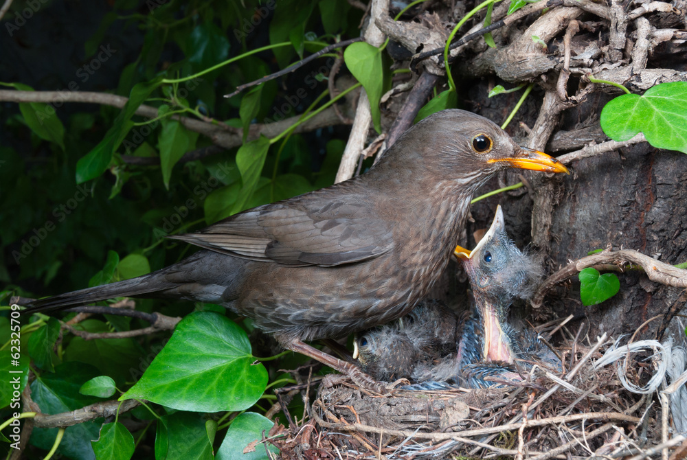 Wall mural Common blackbird (Turdus merula) female at nest feeding chicks