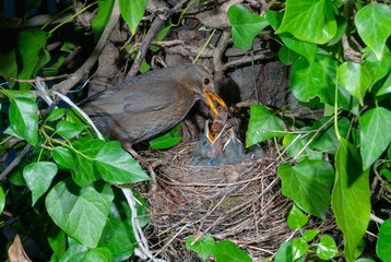 Common blackbird (Turdus merula) female at nest feeding chicks