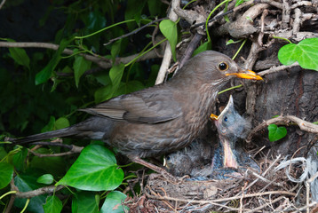 Common blackbird (Turdus merula) female at nest feeding chicks