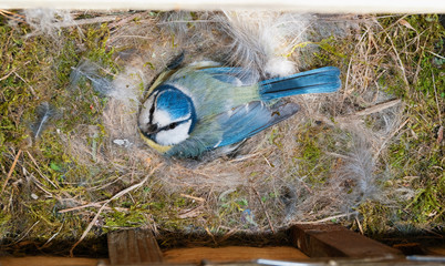 Blue Tit (Cyanistes caeruleus) at nest box incubating eggs