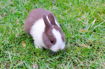 Baby rabbit in green grass