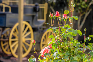 Rosen und alter Planwagen