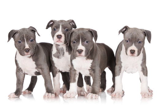 four american staffordshire terrier puppies