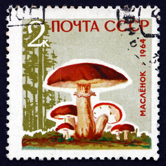 Postage stamp Russia 1964 Ixocomus Luteus, Mushroom