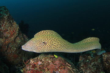 Honeycomb Moray Eel