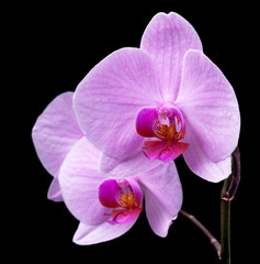 Fototapeta na wymiar bouquet of magenta orchids