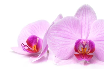Gordijnen magenta orchid © coffeemill
