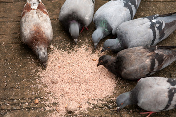The flock of pigeons eats rice on the ground.
