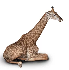 Fotobehang Giraf de jonge giraf