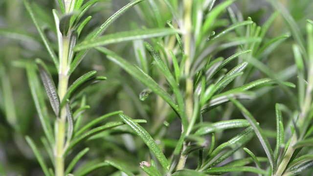 Rotating Rosemary Plant (loopable)
