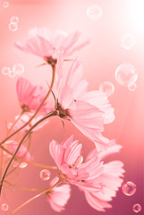 Beautiful Garden Spring Flowers