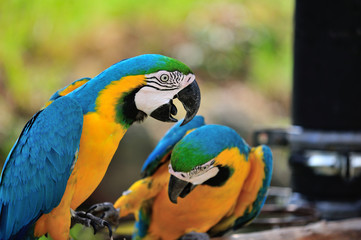 ルリコンゴウインコ