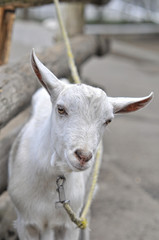 ヤギのポートレート