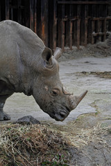 Obraz premium サイのポートレート