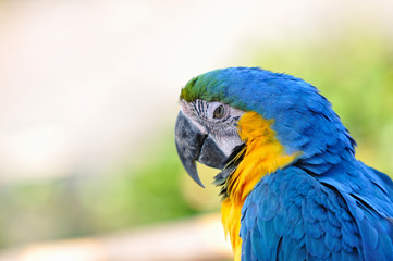 ルリコンゴウインコ