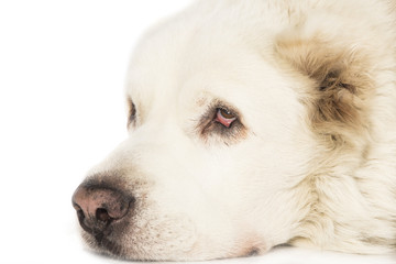Central Asian Shepherd Dog on a white background