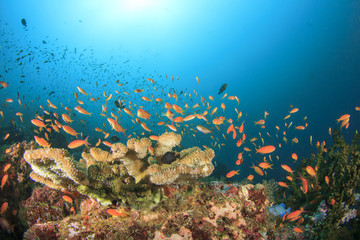 Fototapeta na wymiar Coral Reef Underwater