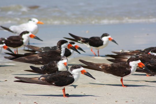 Group of Black Skimmers