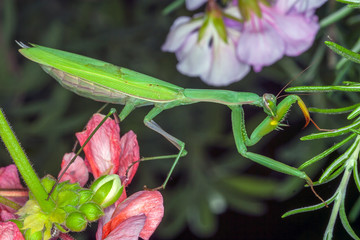 green mantis on a flower