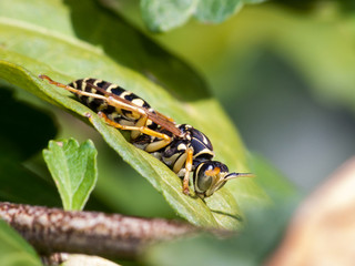 wasp resting