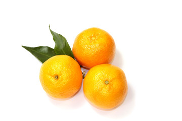 clémentines