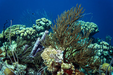 Underwater coral reef