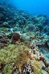 Naklejka na ściany i meble Underwater coral reef