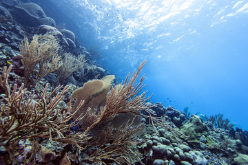 Fototapeta na wymiar Underwater coral reef