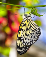 Fototapeta na wymiar Paper Kite Butterfly