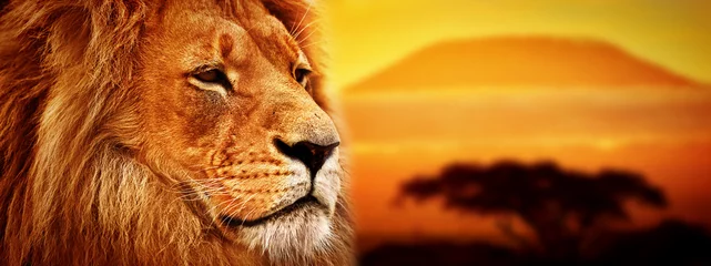 Abwaschbare Fototapete Löwe Löwenporträt auf Savanne. Kilimandscharo bei Sonnenuntergang. Safari