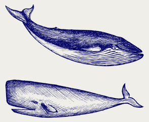 Fototapeta premium The Humpback whale. Doodle style