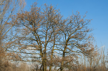 Trees against blue sky in a winter day
