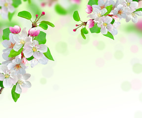 spring blossom on nature background