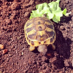 Small turtle