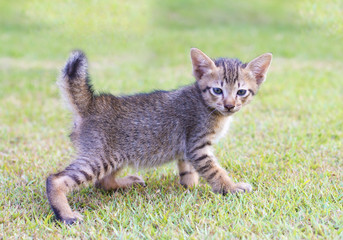 adorable meowing tabby kitten outdoors