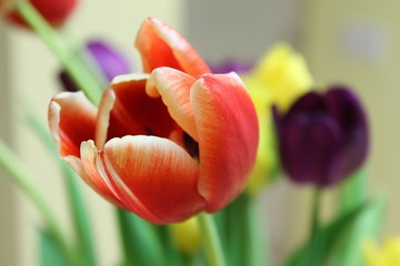 Blooming red tulip with yellow and purple blossoms behind