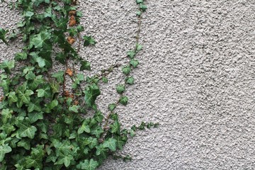 Ivy growing up the side of a rough stucco wall