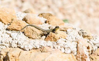 Maltese wall lizard