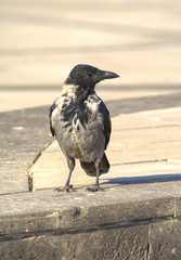 the crow