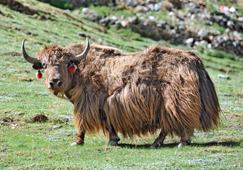 Tibetan yak looking in the camera - 62337106