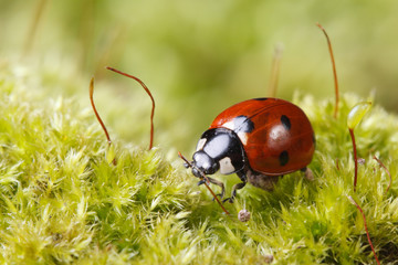 macro ladybug on grass in spring. outdoors
