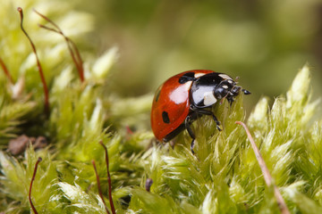 Obraz premium ladybug macro on a fluffy moss spring. horizontal