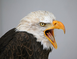 Talking Bald Eagle