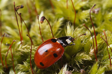 Macro red ladybug on a fluffy moss spring.