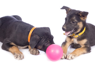 Obraz premium Cute black puppy